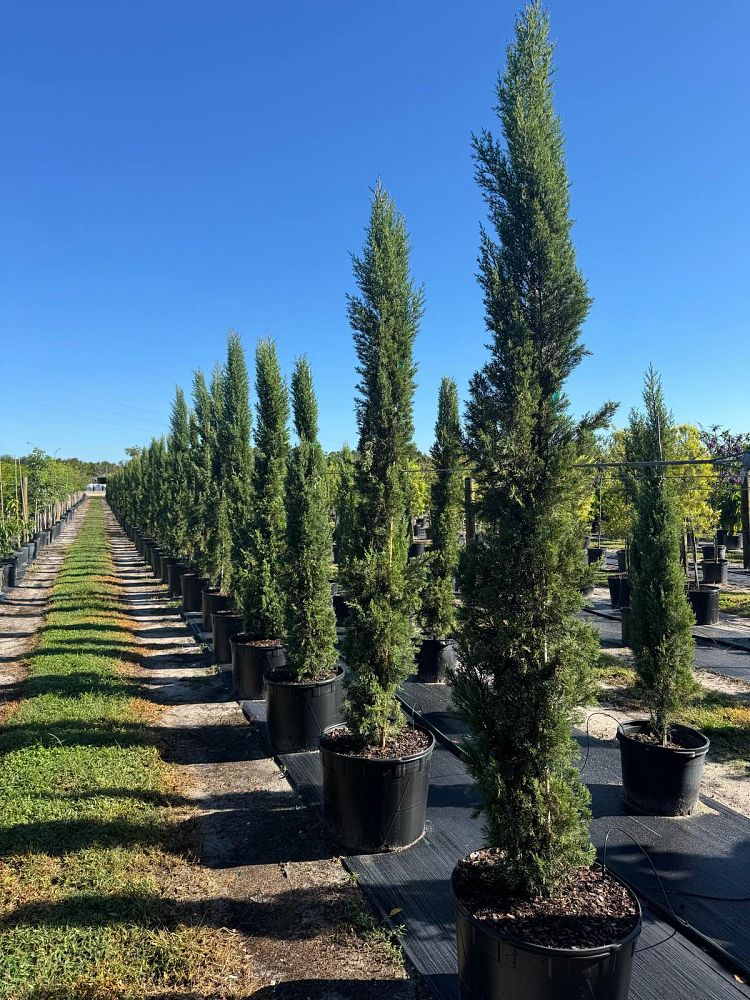 cupressus-sempervirens-italian-cypress