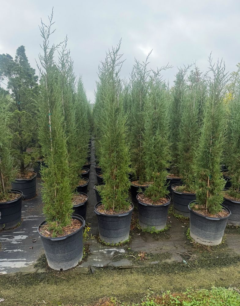 cupressus-sempervirens-italian-cypress