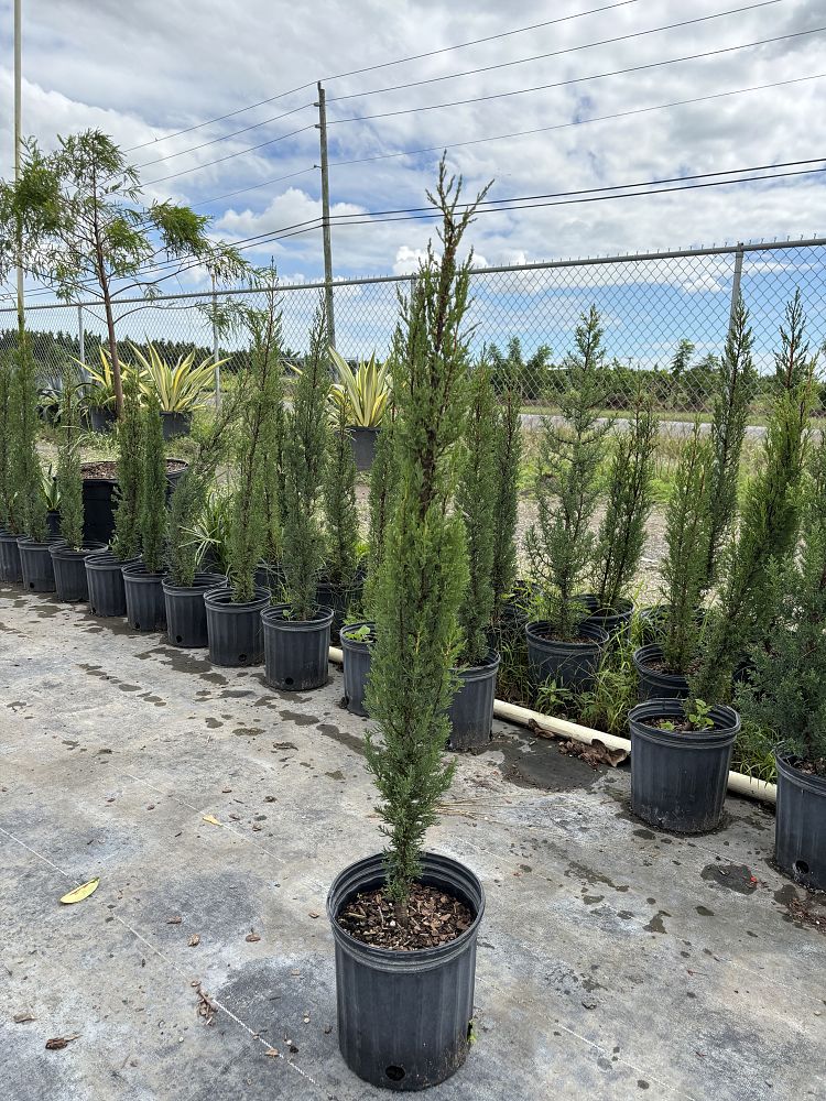 cupressus-sempervirens-italian-cypress