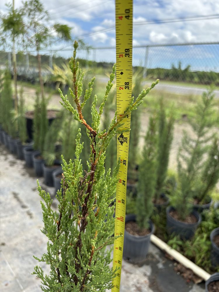cupressus-sempervirens-italian-cypress