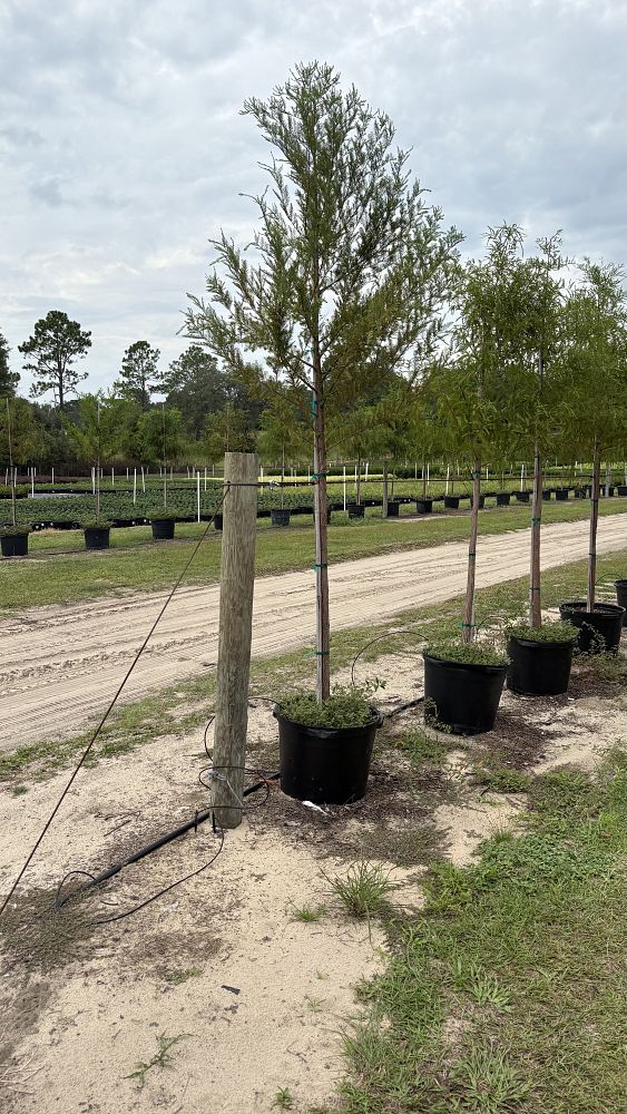 cupressus-sempervirens-italian-cypress