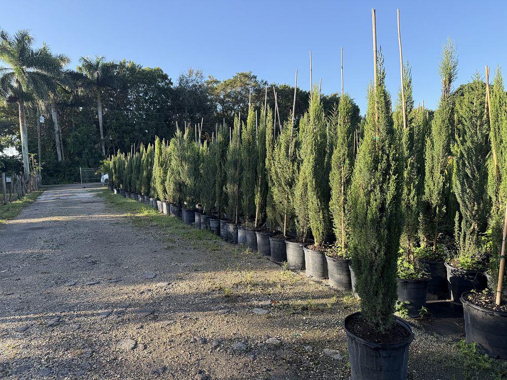 cupressus-sempervirens-italian-cypress