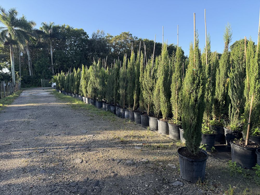 cupressus-sempervirens-italian-cypress