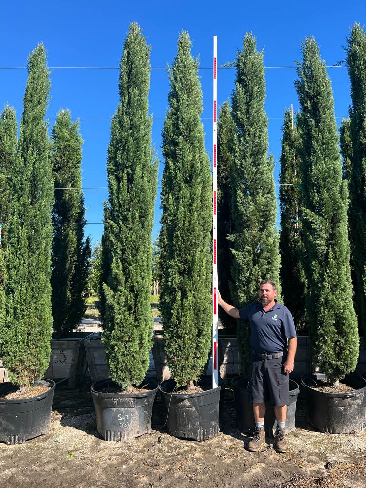cupressus-sempervirens-italian-cypress