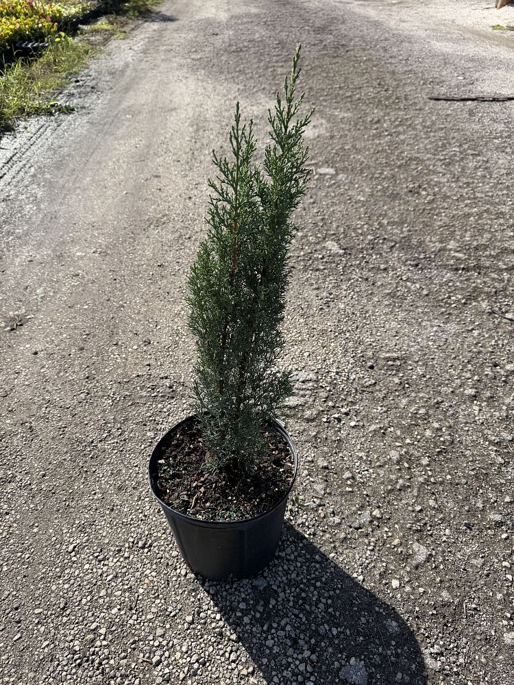 cupressus-sempervirens-italian-cypress