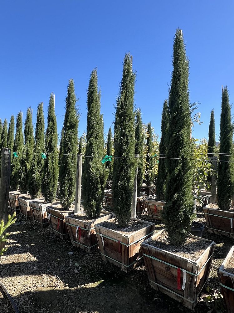 cupressus-sempervirens-tiny-tower-italian-cypress