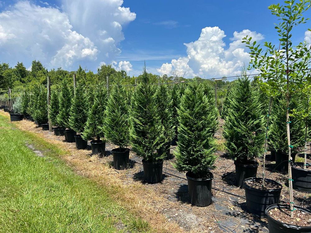 cuprocyparis-leylandii-hybrid-leyland-cypress