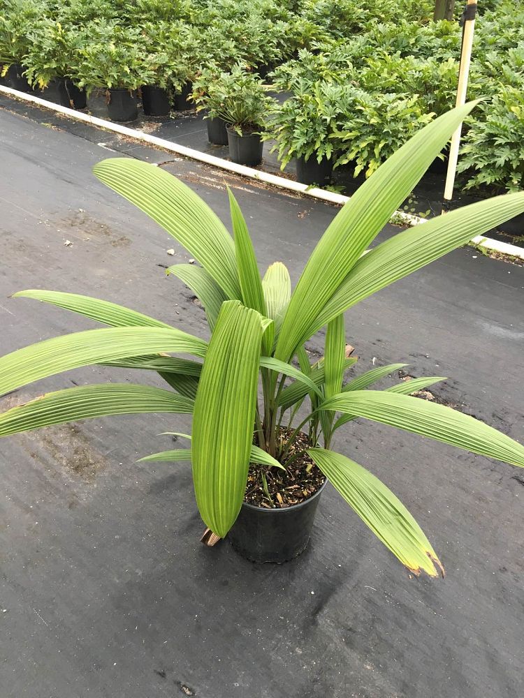 curculigo-capitulata-palm-grass