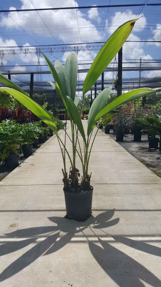 curculigo-capitulata-palm-grass