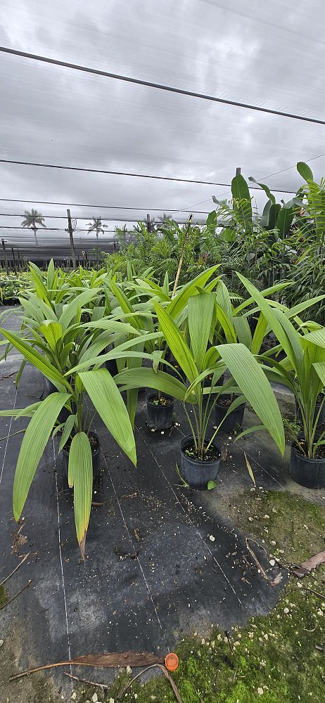 curculigo-capitulata-palm-grass