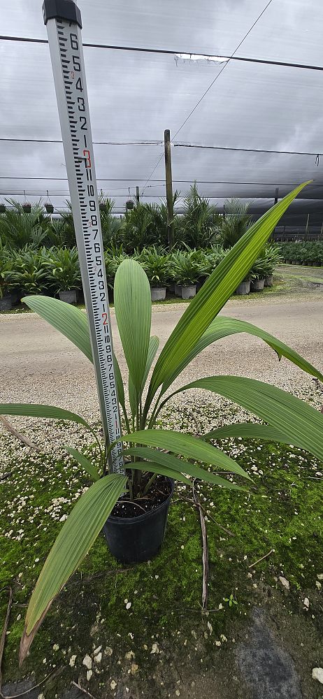 curculigo-capitulata-palm-grass
