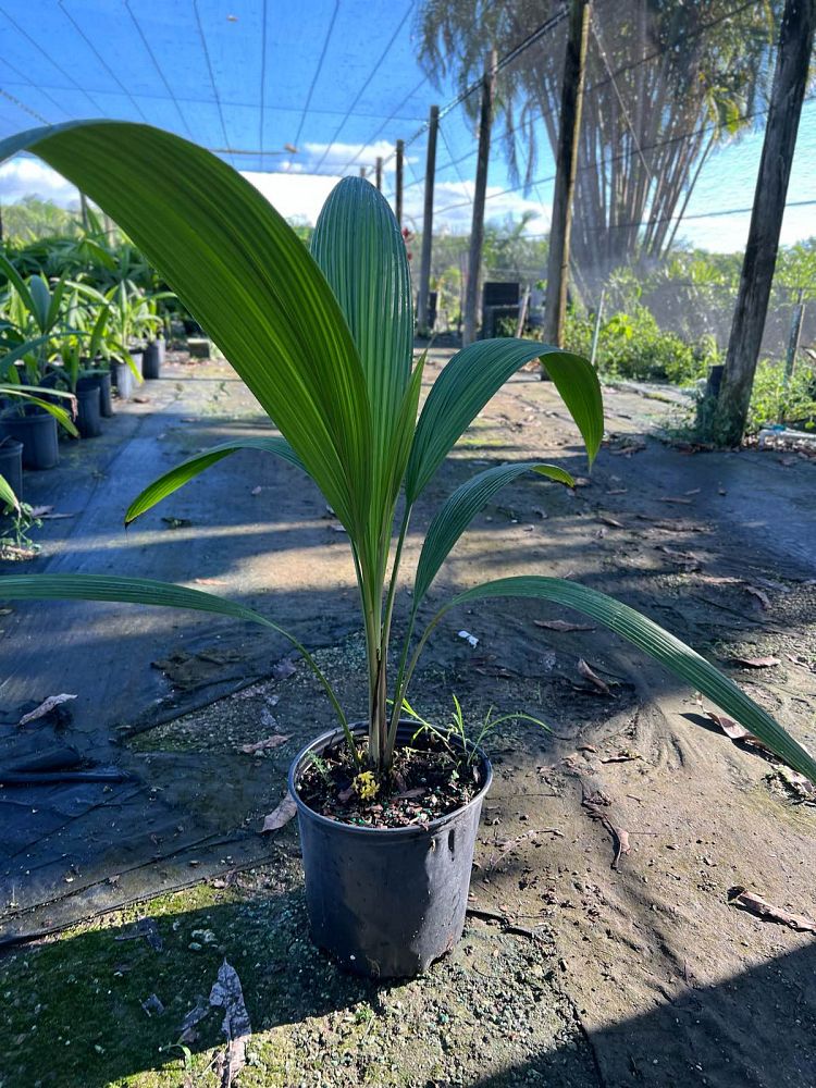 curculigo-capitulata-palm-grass