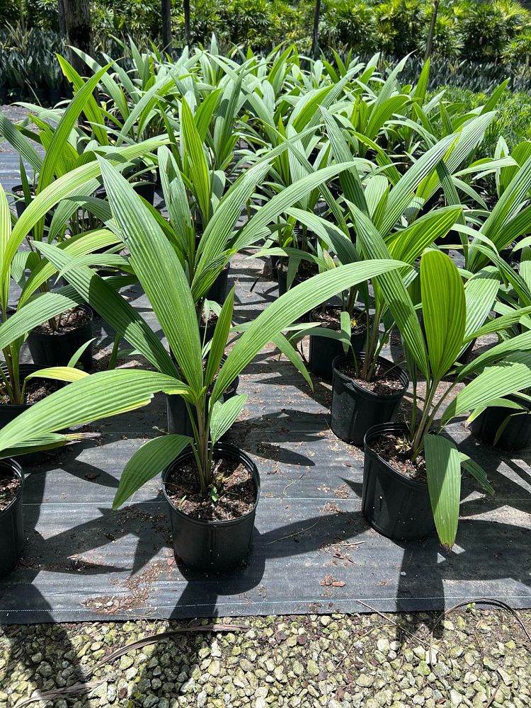 curculigo-capitulata-palm-grass