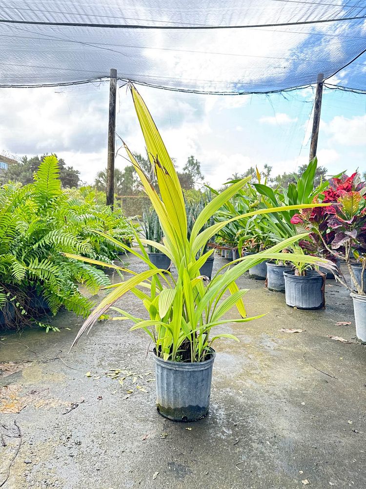 curculigo-capitulata-palm-grass