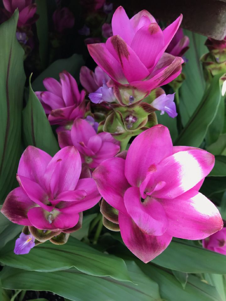 curcuma-alismatifolia-hidden-cone-ginger-siam-tulip
