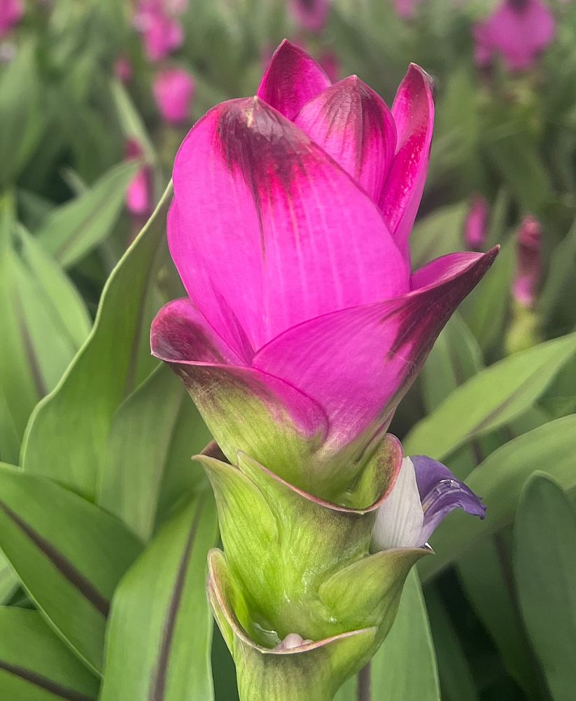 curcuma-alismatifolia-siam-splash