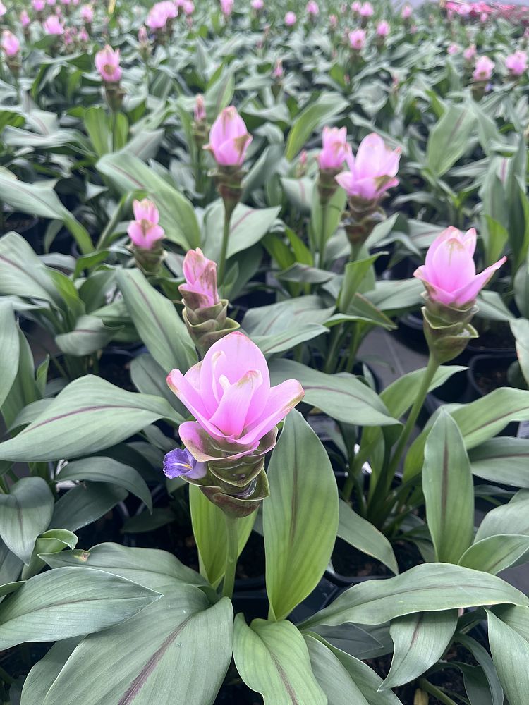 curcuma-alismatifolia-siam-splash