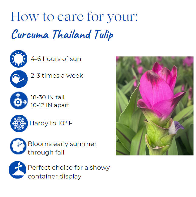 curcuma-alismatifolia-siam-splash