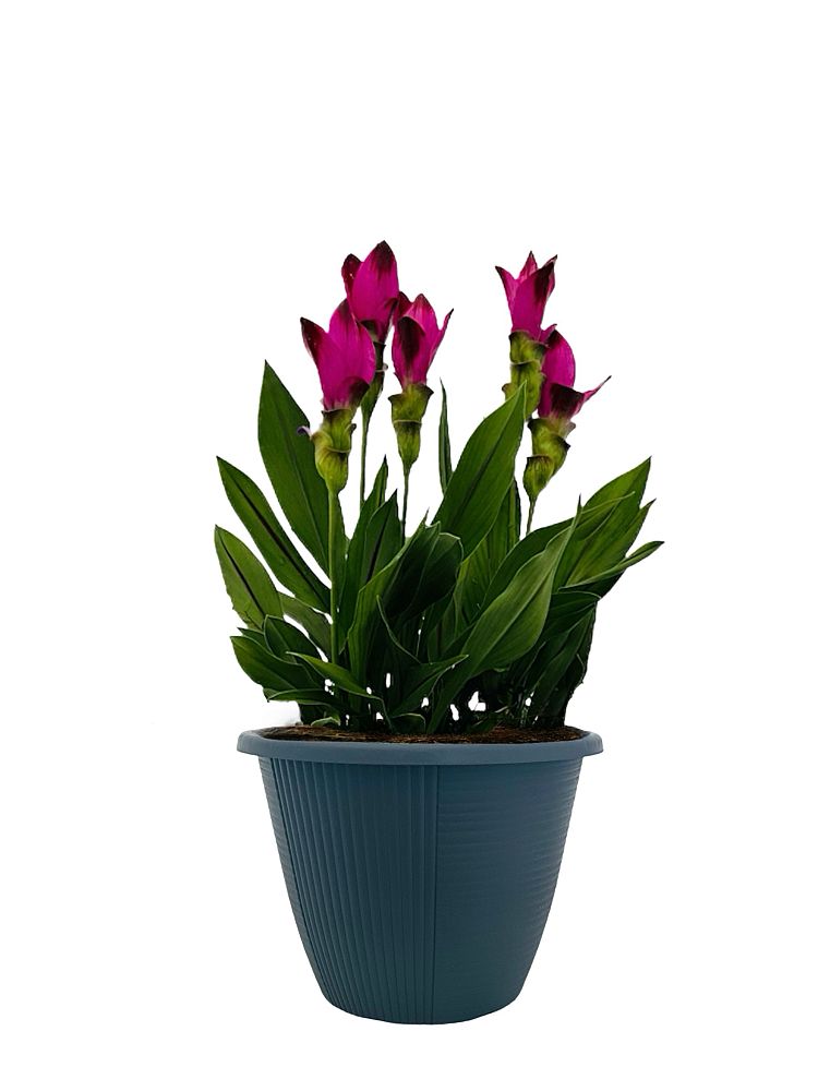 curcuma-alismatifolia-siam-splash