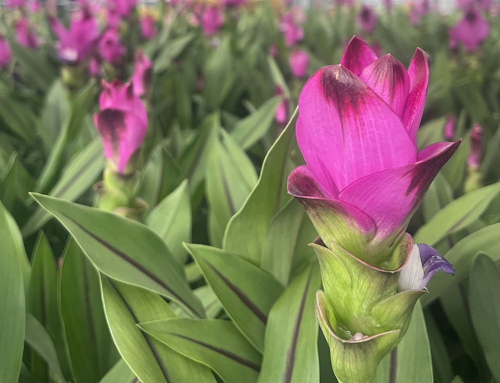 curcuma-alismatifolia-siam-splash