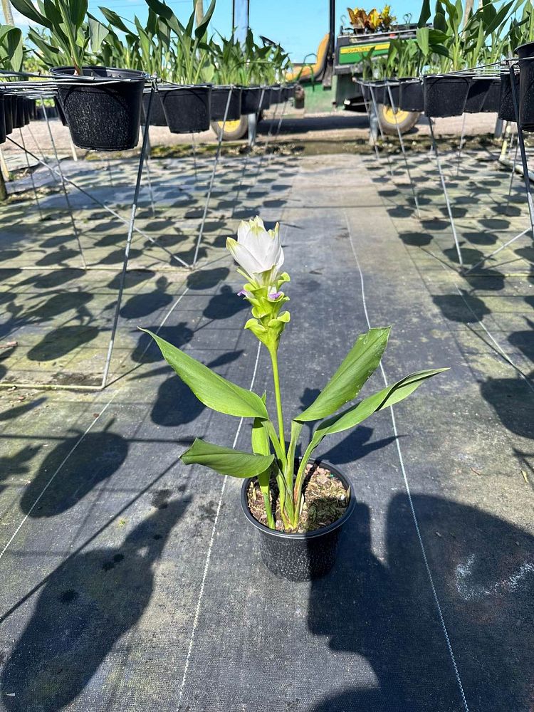 curcuma-alismatifolia-snow-princess-hidden-cone-ginger-siam-tulip