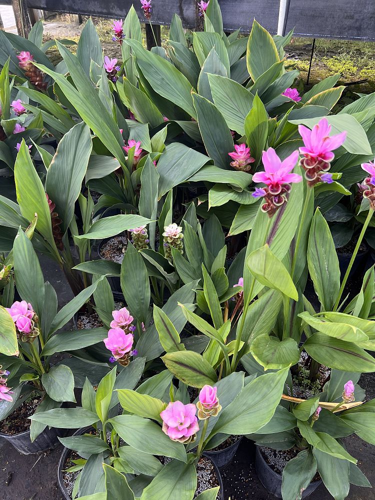 curcuma-amada-mango-ginger