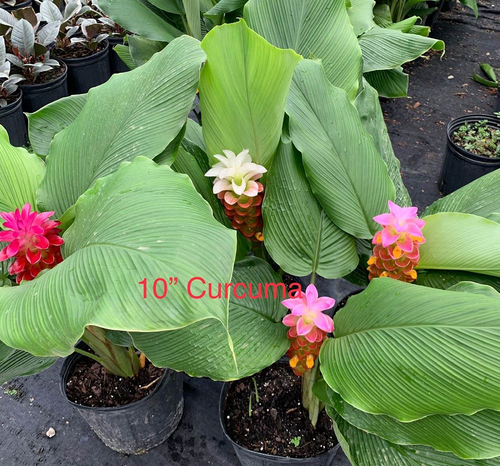 curcuma-elata-hidden-cone-ginger