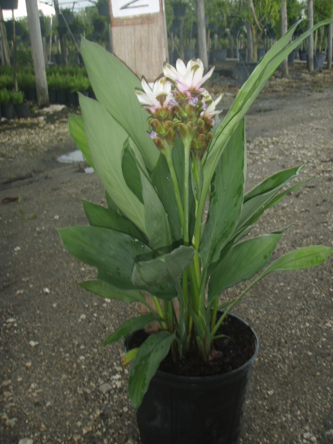 curcuma-hidden-cone-ginger-siam-tulip