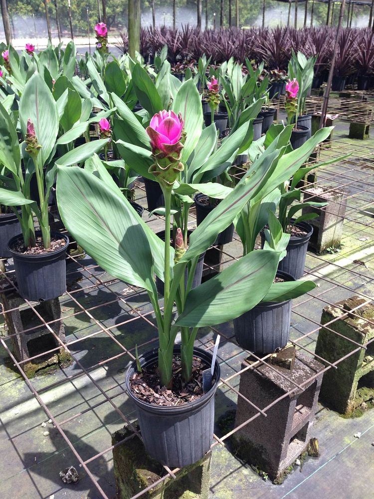 curcuma-hidden-cone-ginger-siam-tulip