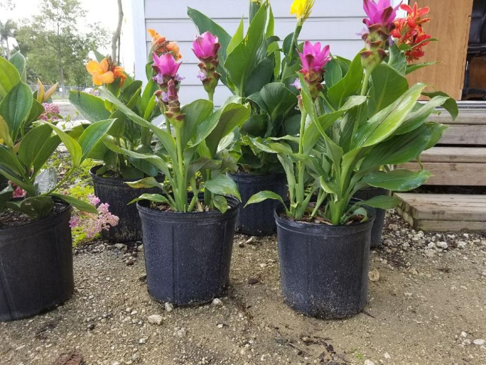 curcuma-hidden-cone-ginger-siam-tulip