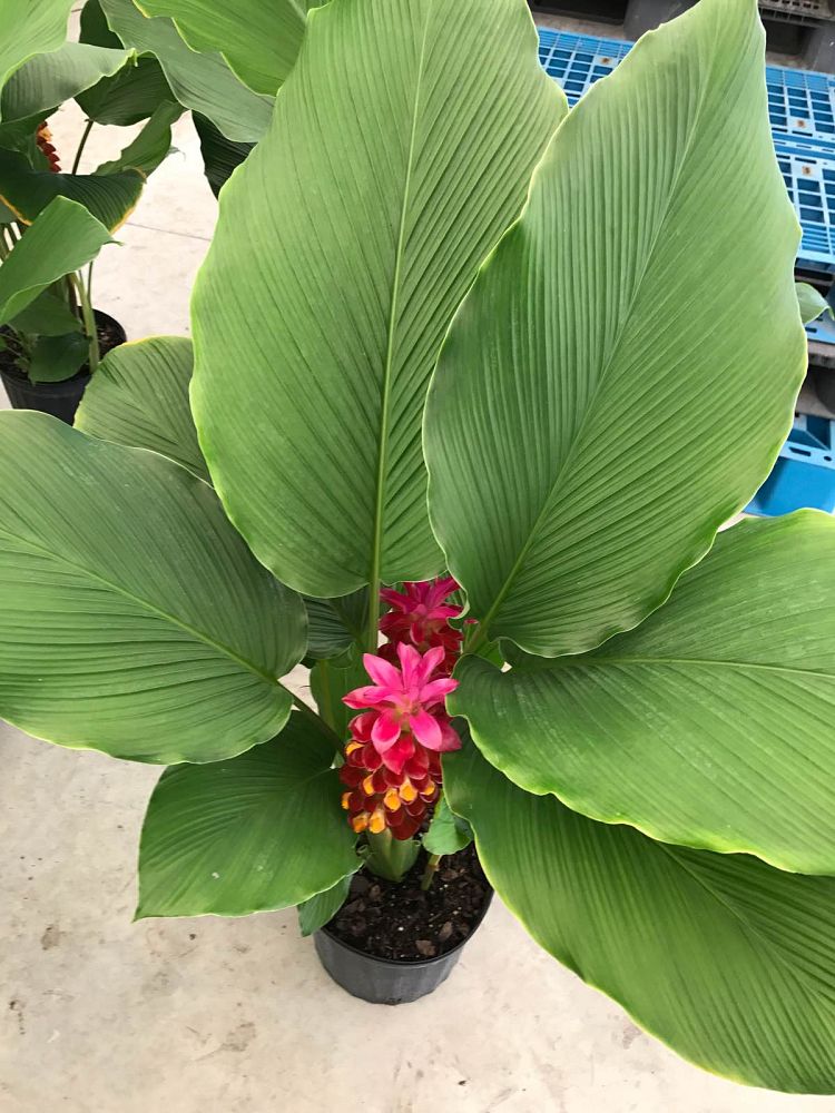 curcuma-hidden-cone-ginger-siam-tulip