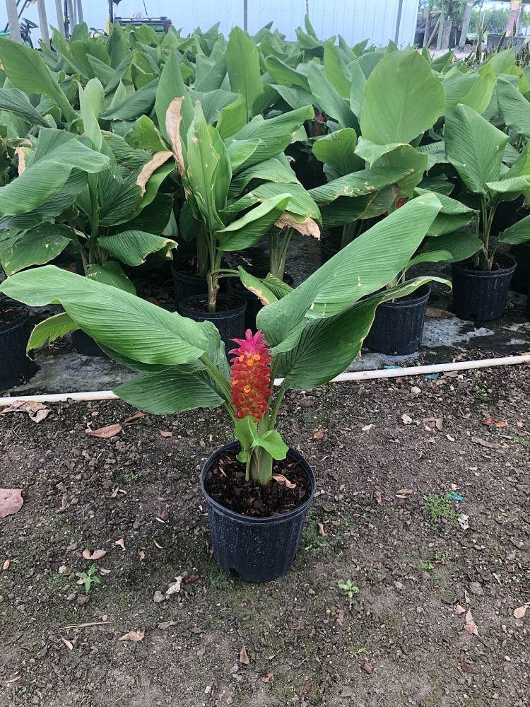 curcuma-hidden-cone-ginger-siam-tulip