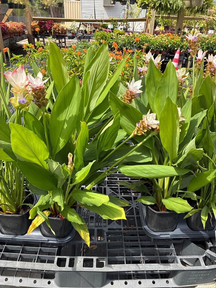 curcuma-hidden-cone-ginger-siam-tulip