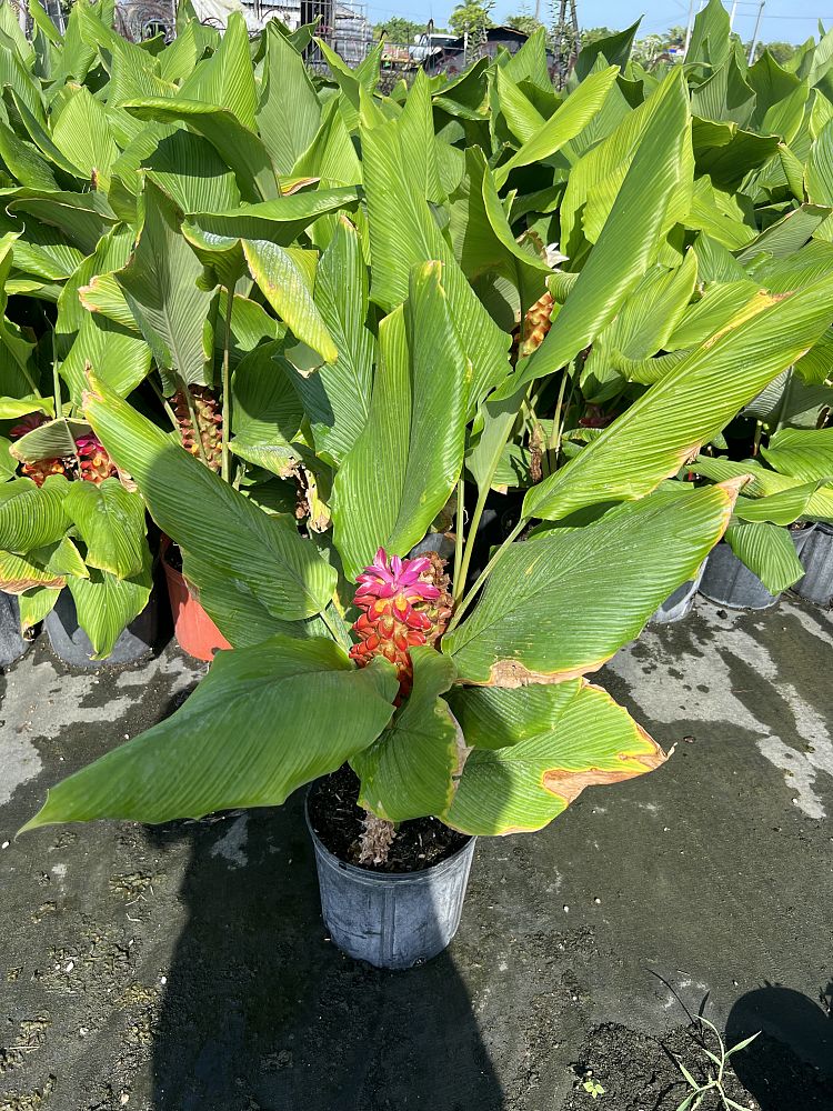 curcuma-hidden-cone-ginger-siam-tulip