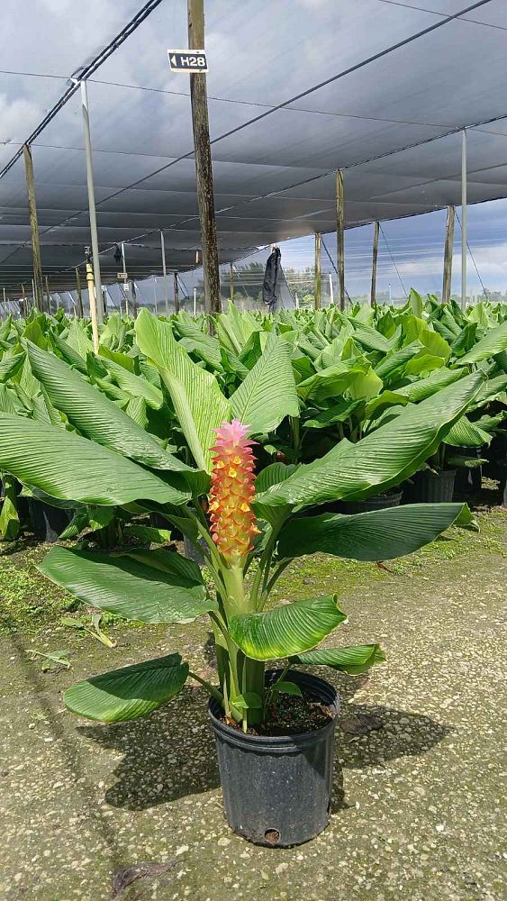 curcuma-hidden-cone-ginger-siam-tulip