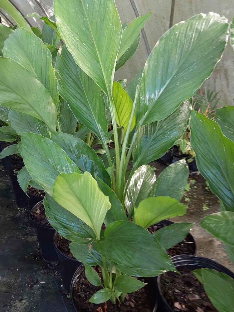 curcuma-longa-turmeric-curcuma-domestica-indian-saffron