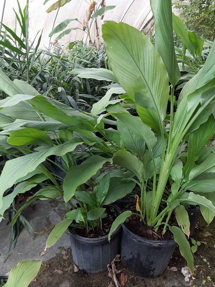curcuma-longa-turmeric-curcuma-domestica-indian-saffron