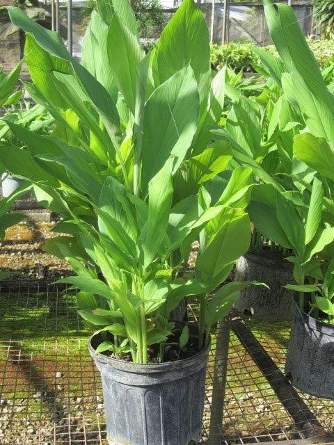 curcuma-longa-turmeric-curcuma-domestica-indian-saffron