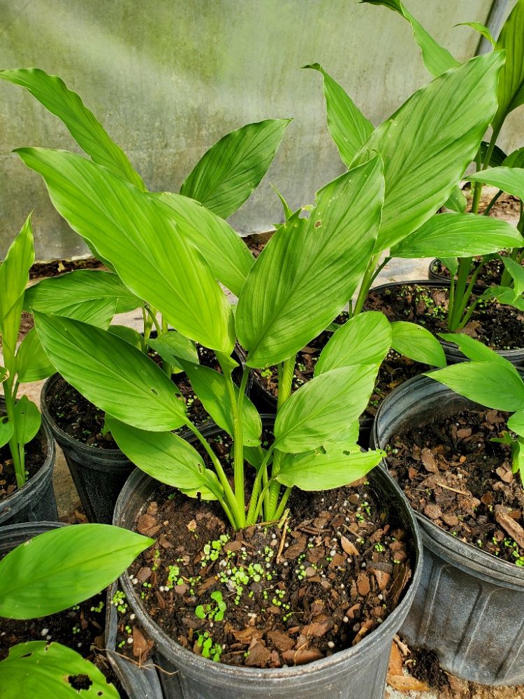 curcuma-longa-turmeric-curcuma-domestica-indian-saffron
