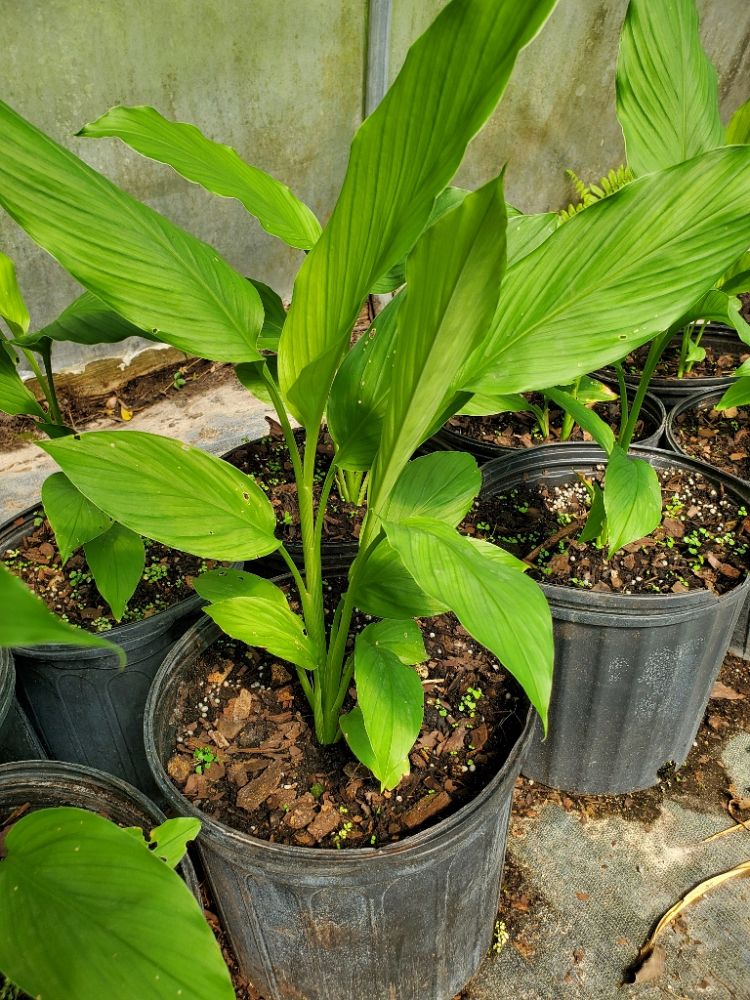 curcuma-longa-turmeric-curcuma-domestica-indian-saffron