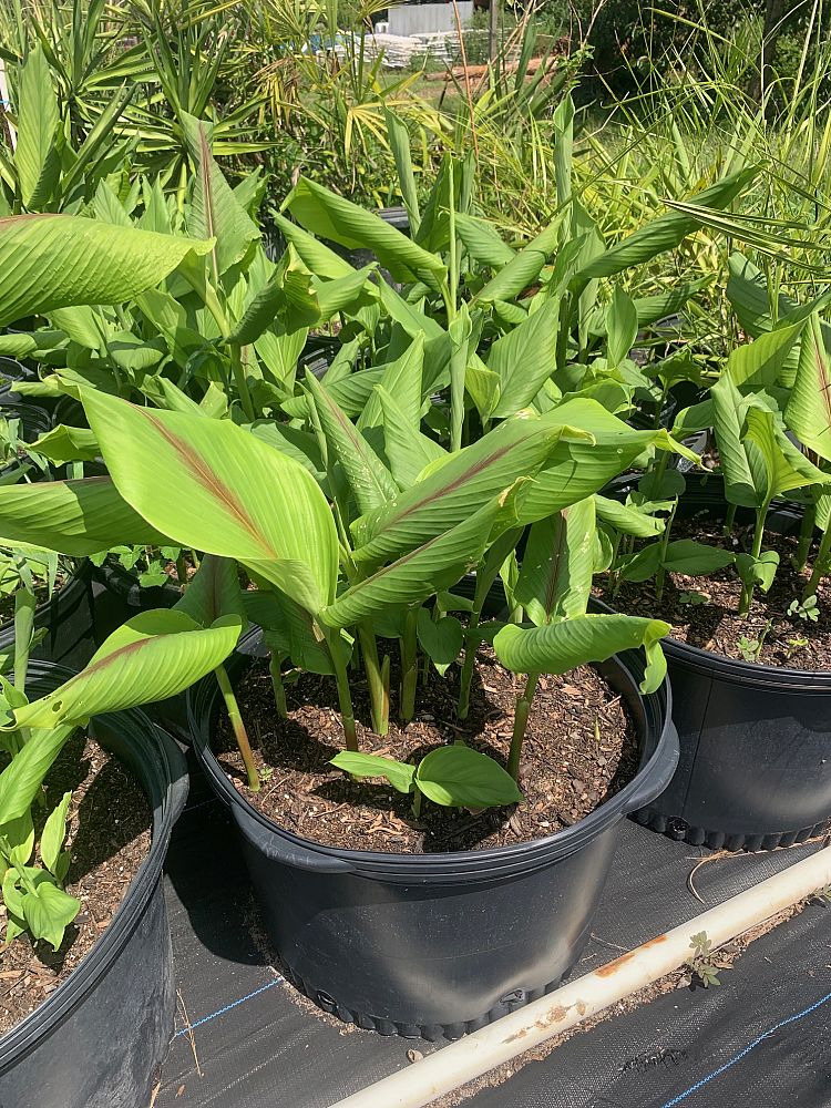 curcuma-longa-turmeric-curcuma-domestica-indian-saffron