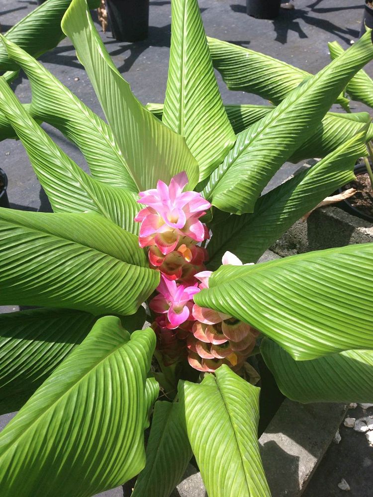 curcuma-royal-scepter-hidden-cone-ginger-siam-tulip