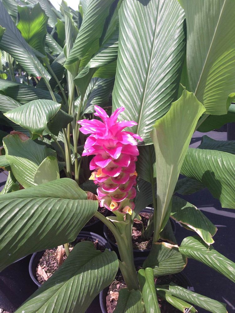 curcuma-shocking-pink-hidden-cone-ginger-siam-tulip