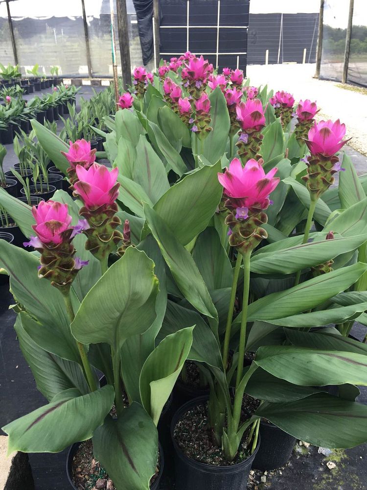 curcuma-siam-shadow-hidden-cone-ginger-siam-tulip