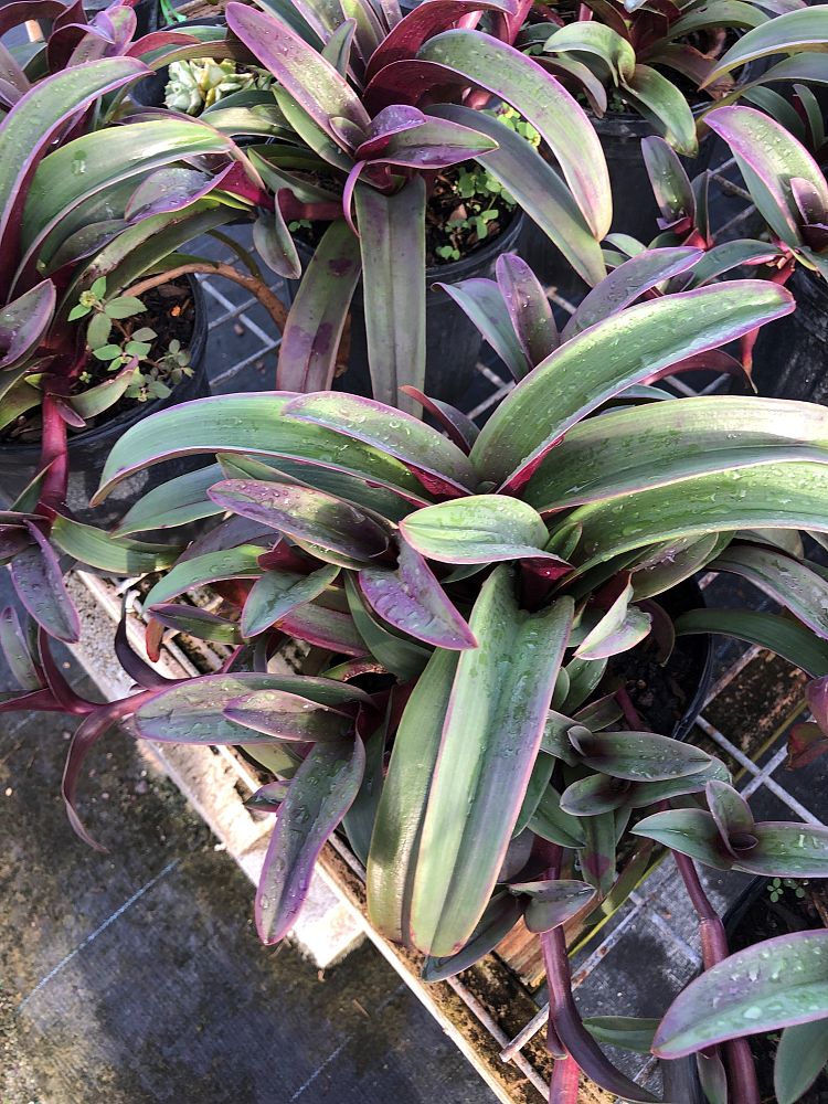 cyanotis-obtusa-trimen