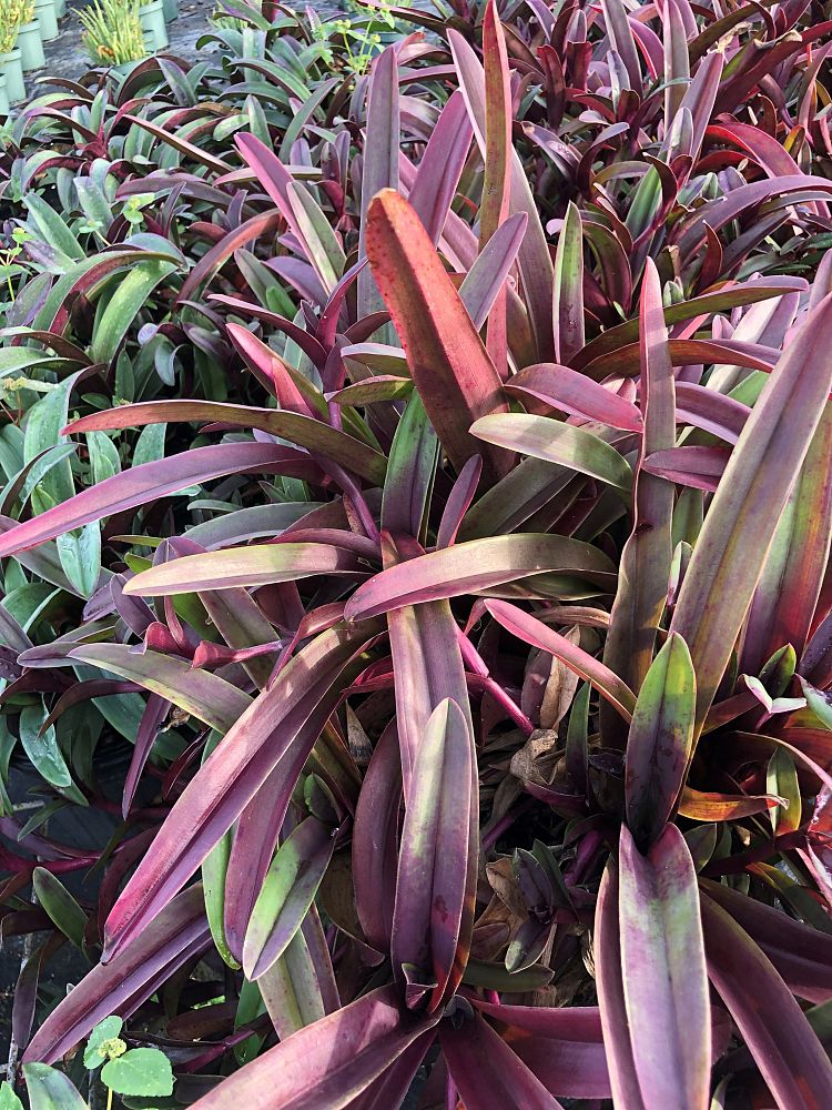 cyanotis-obtusa-trimen