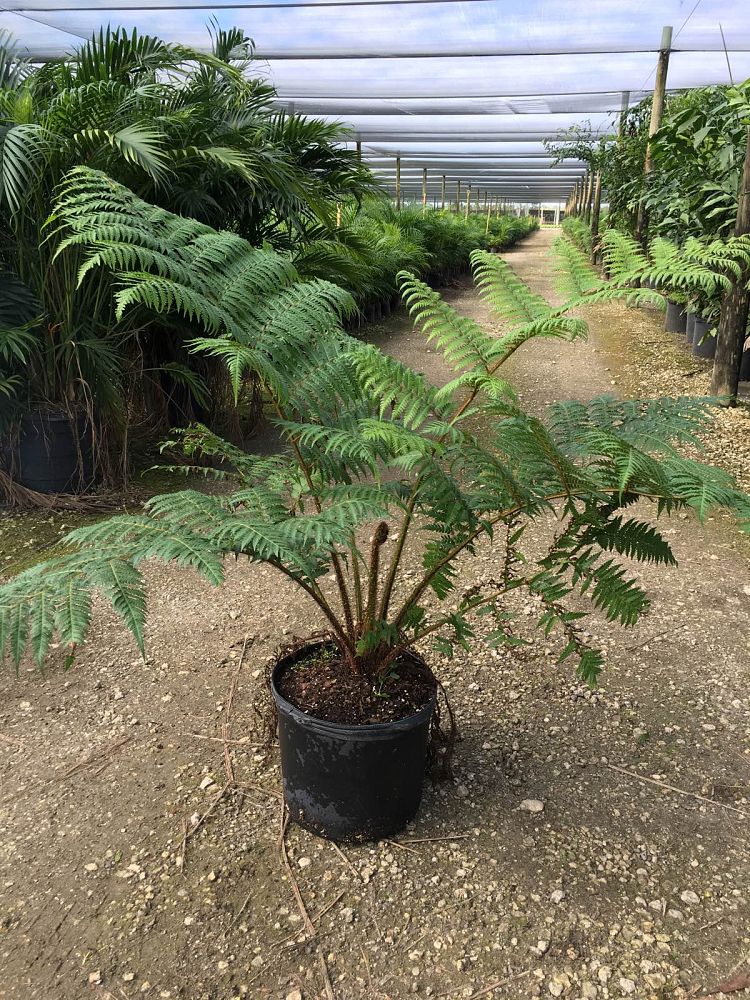 cyathea-cooperi-australian-tree-fern