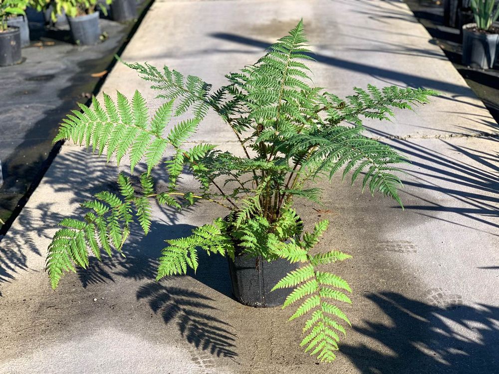 cyathea-cooperi-australian-tree-fern