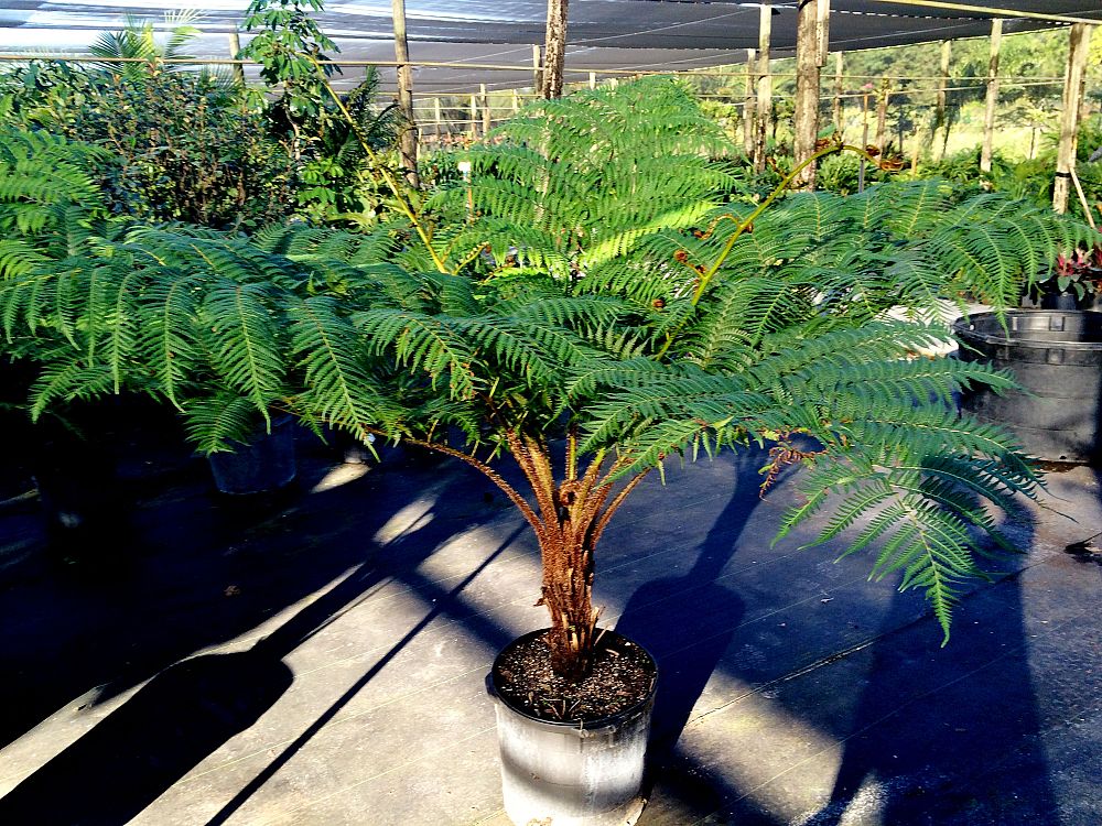 cyathea-cooperi-australian-tree-fern