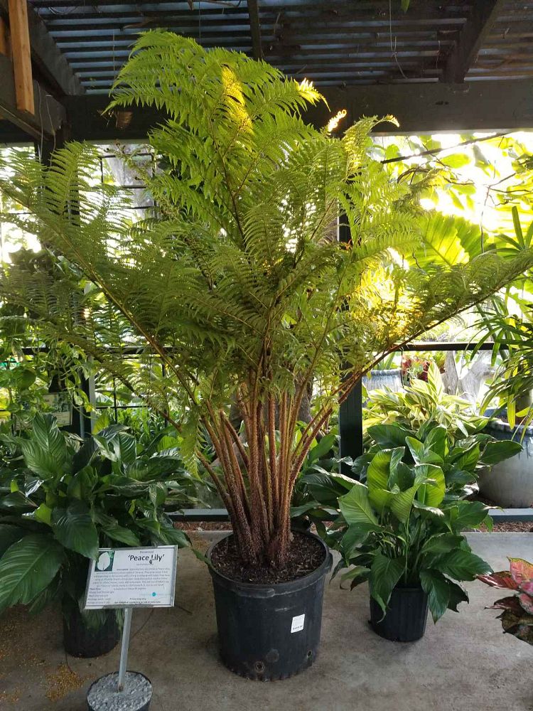 cyathea-cooperi-australian-tree-fern